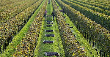 Harvest 2014