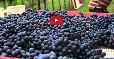 Video Harvest 2015