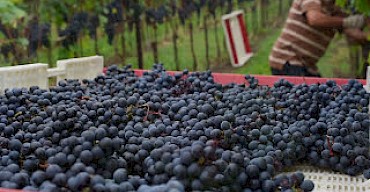Harvest 2015