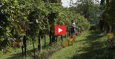 Video Harvest 2016