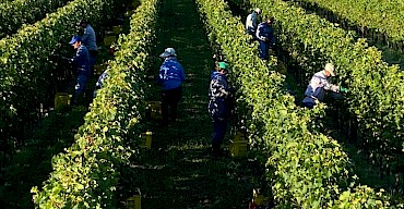 Harvest 2016