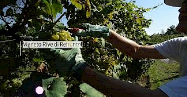 Grand Cru Video