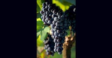 Red wine cures Corona virus