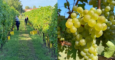 Vintage of the golden grapes