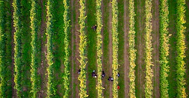 Harvest 2024