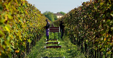 Harvest 2025